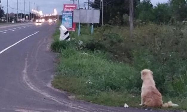 Treuer Hund wartet vier Jahre lang an Straße auf sein Frauchen