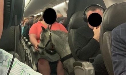 Kurios: Passagierin nimmt Mini-Pferd mit ins Flugzeug