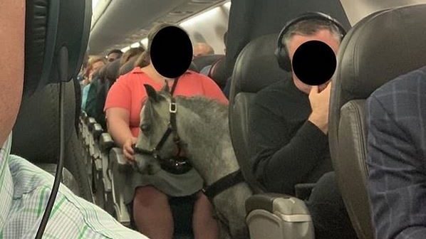 Kurios: Passagierin nimmt Mini-Pferd mit ins Flugzeug