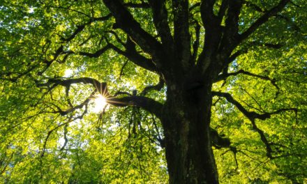 Klimawandel: Deutschland sucht den Superbaum