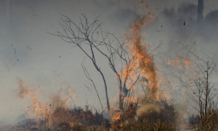 Feuer am Amazonas: Immer mehr Kinder wegen Luftverschmutzung in Klinik