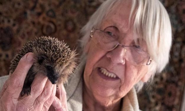 81-Jährige zieht 79 kleine Igel in ihrem Wohnzimmer groß