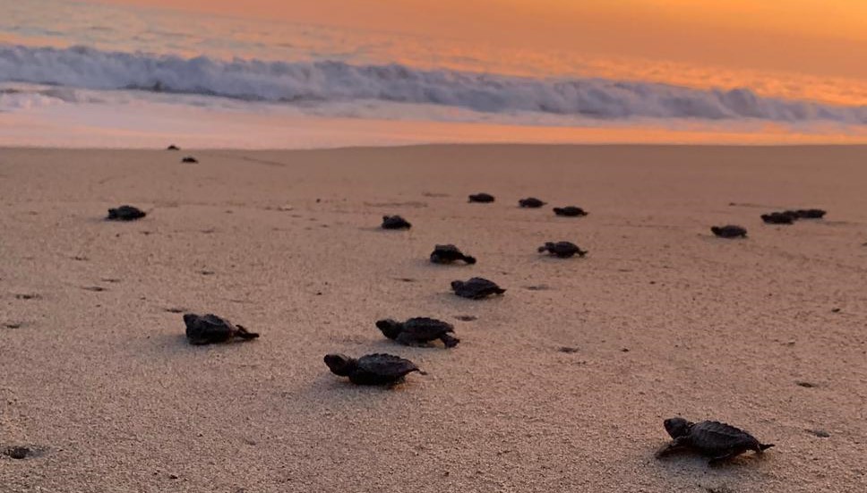 Freiwilligenarbeit: Mit Meeresschildkröten in Mexiko