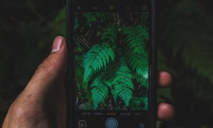 Nachhaltigkeit auf’s Handy: 10 Apps für einen grüneren Alltag