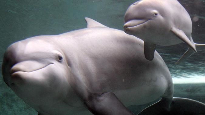 “Ekelhaft”: Influencer isst angeblich einen Baby-Delfin