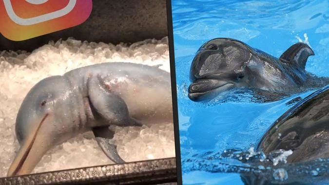 Influencer klärt auf: Das steckt hinter dem „gegessenen“ Babydelfin