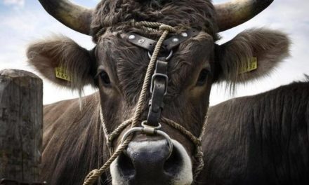 Stier entkommt Schlachter – und ist seitdem auf der Flucht