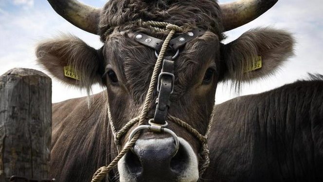 Stier entkommt Schlachter – und ist seitdem auf der Flucht