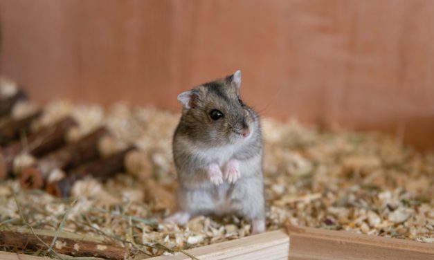 Mads-Kolumne: Lieber Hamster,