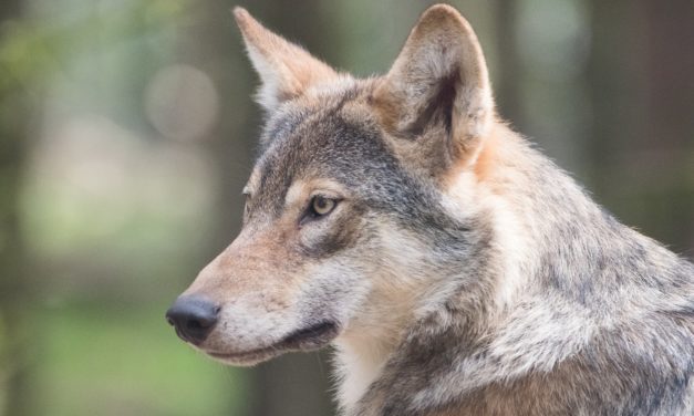 Jagdgesetzbuch: Sollen Wölfe abgeschossen werden?