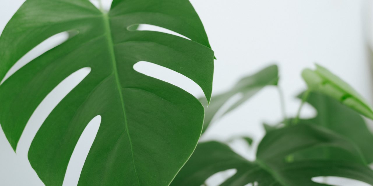 Warum Zimmerpflanzen nicht so nachhaltig sind wie wir denken