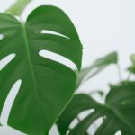 Warum Zimmerpflanzen nicht so nachhaltig sind wie wir denken