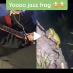 #jazzfrog: Wie aus einem Frosch eine Jazzmelodie wird