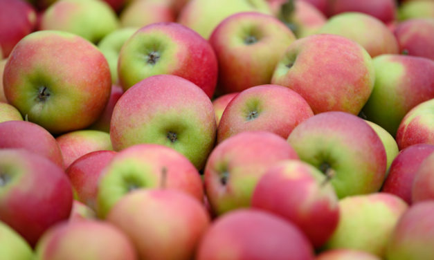 Apfelkerne enthalten viele Eiweiße und Fette