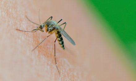 Mücken sind bei der Wahl der „Opfer“ wählerisch