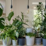 Pflegetipps: Das sind die besten Pflanzen für den Winter