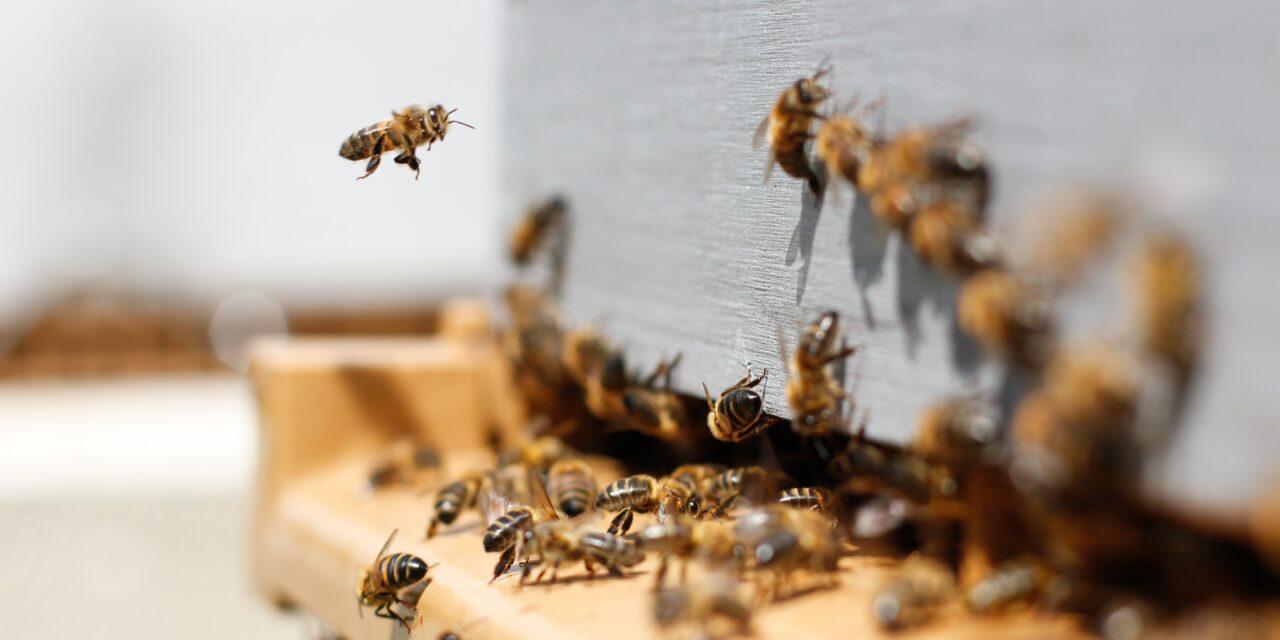 Bienen: Welcher Schutz ist sinnvoll, und was ist Greenwashing?
