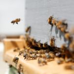 Bienen: Welcher Schutz ist sinnvoll, und was ist Greenwashing?