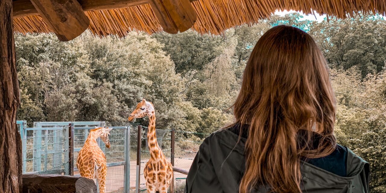 Debatte in den sozialen Medien: Sind Zoos Tierquälerei?