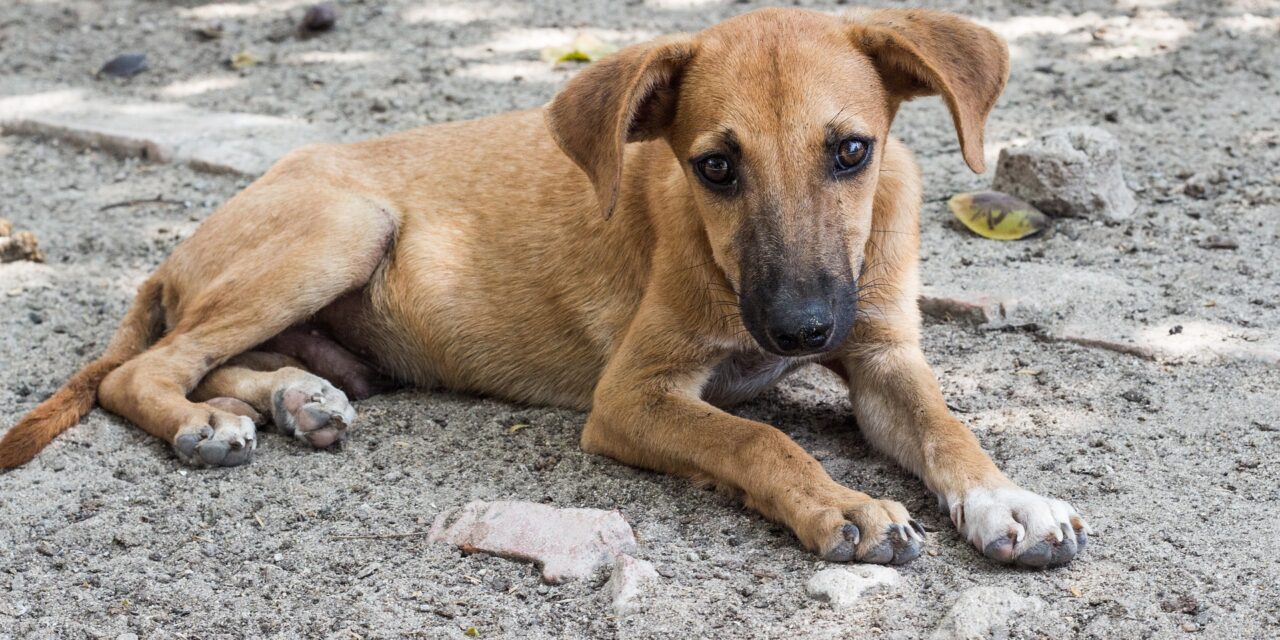 Kein analoger Plattenverkauf: Disarstar ruft zu Spenden für Straßenhunde auf