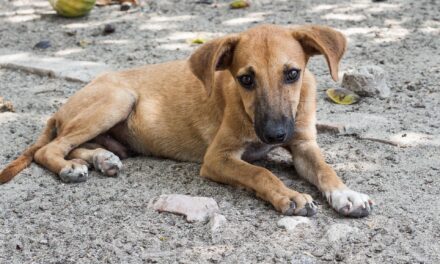 Kein analoger Plattenverkauf: Disarstar ruft zu Spenden für Straßenhunde auf