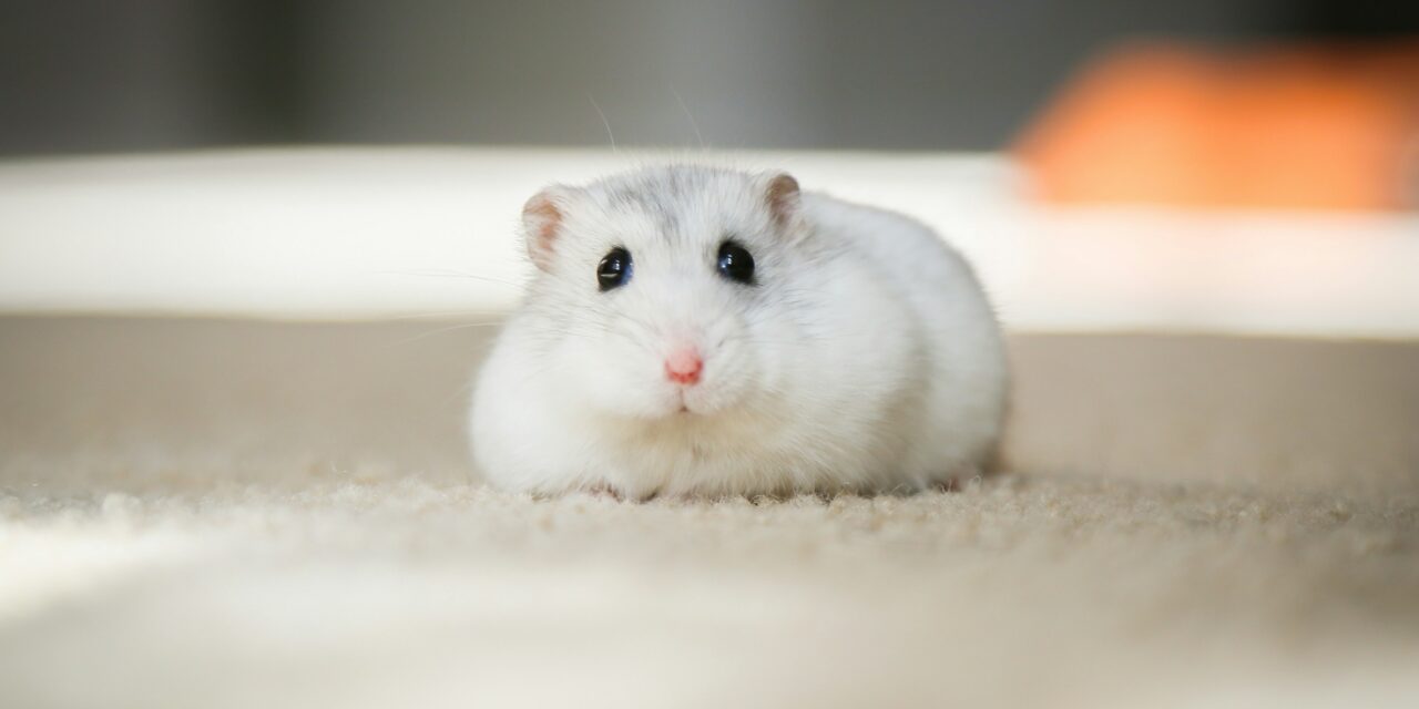 „Sad Hamster“ & Co.: Das sind die Lieblingsmemes der MADS-Redaktion