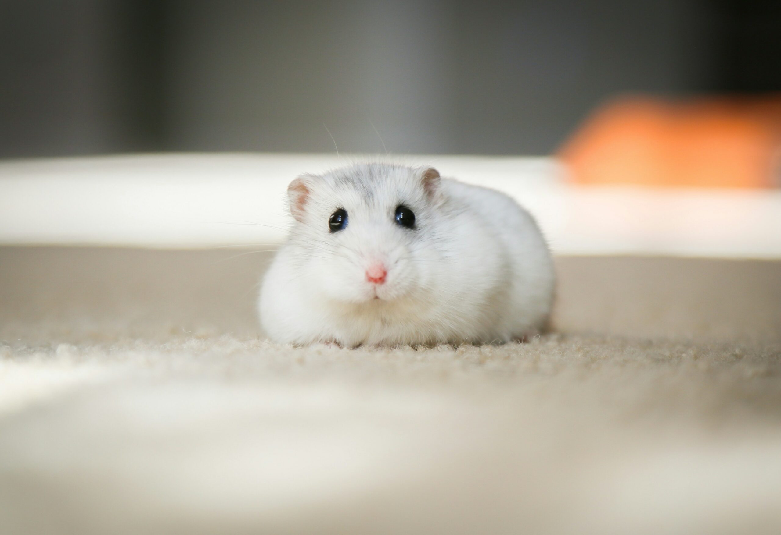 "Sad Hamster" & Co.: Das sind die Lieblingsmemes der MADS-Redaktion
